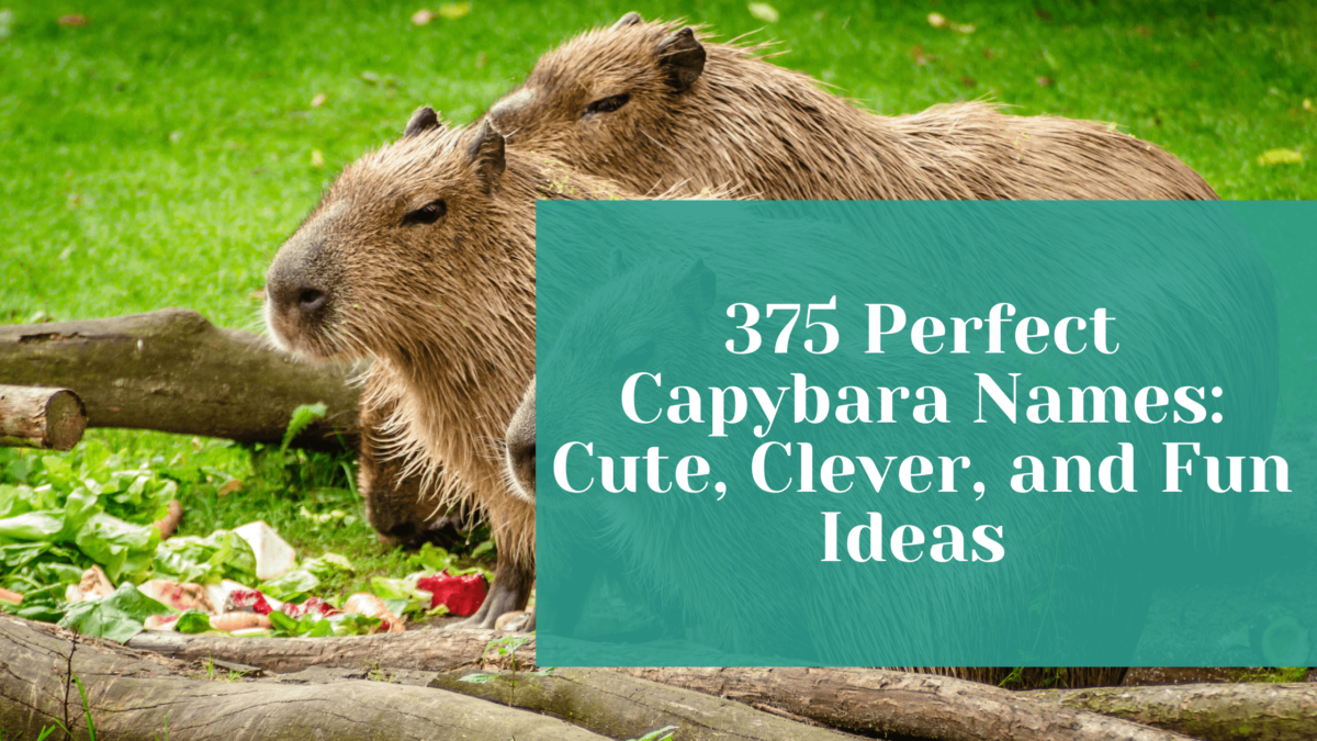 Read more about the article 375 Perfect Capybara Names: Cute, Clever, and Fun Ideas