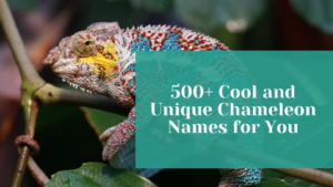 Read more about the article 500+ Cool and Unique Chameleon Names for You + Generator