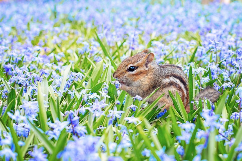 Chipmunk Names