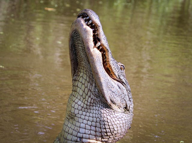 Alligator Names