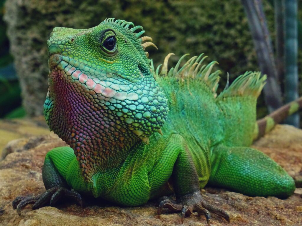 Iguana Names