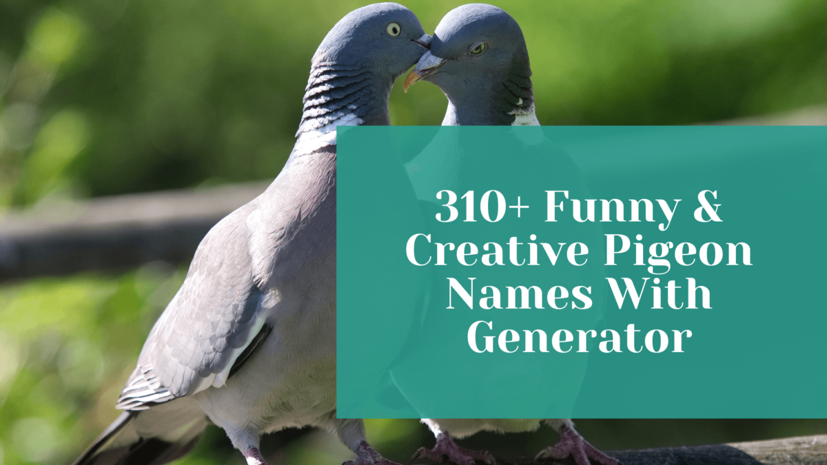 Read more about the article 310+ Funny & Creative Pigeon Names With Generator