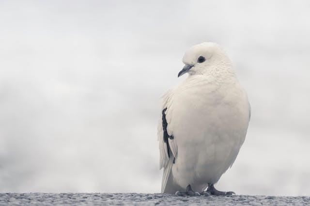 Pigeon Names