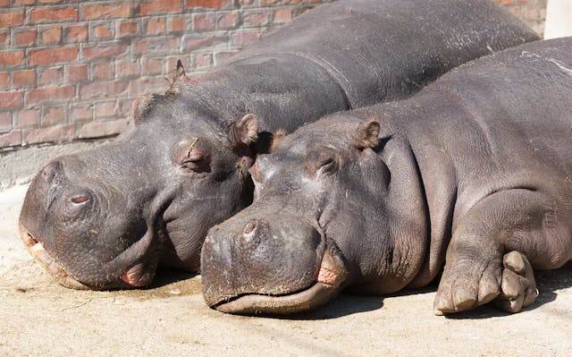 Hippo Names