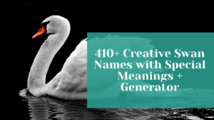 Read more about the article 410+ Creative Swan Names with Special Meanings + Generator