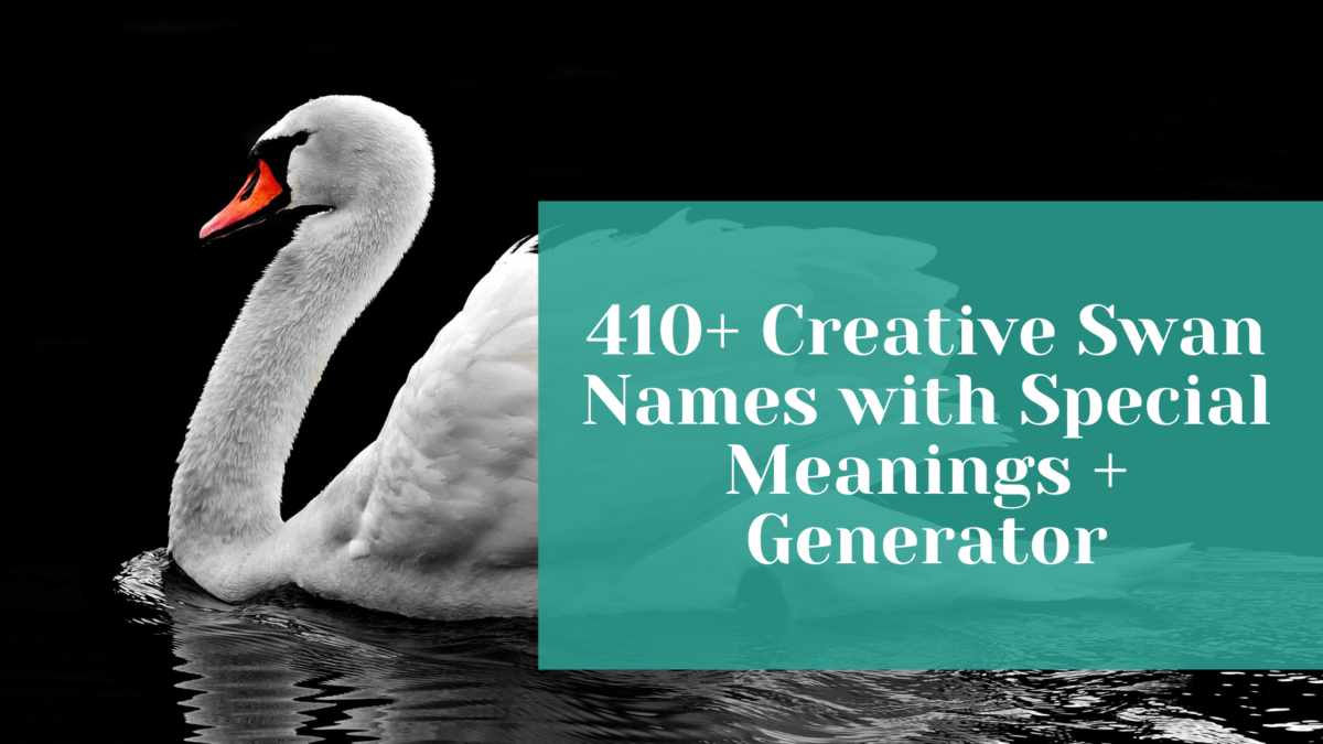 410+ Creative Swan Names with Special Meanings + Generator - All Names ...