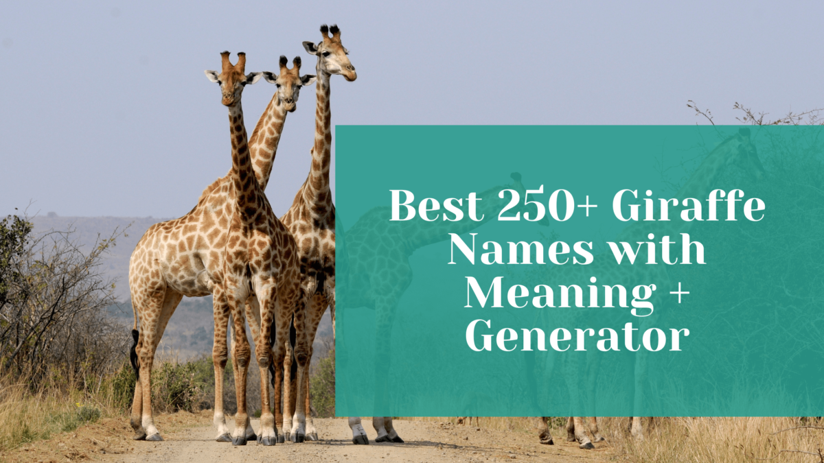 Read more about the article Best 250+ Giraffe Names with Meaning + Generator