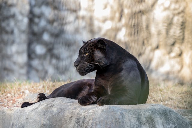 Best Panther Names