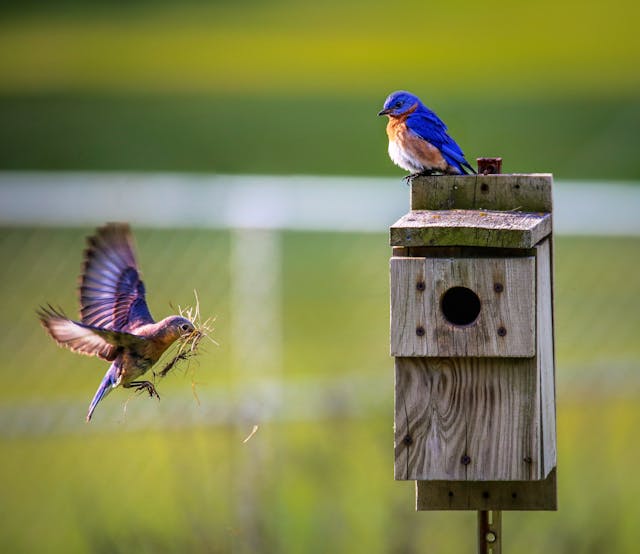 Bird Names