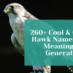 260+ Cool & Catchy Hawk Names With Meanings + Generator