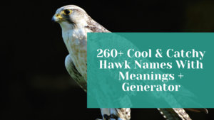 Read more about the article 260+ Cool & Catchy Hawk Names With Meanings + Generator