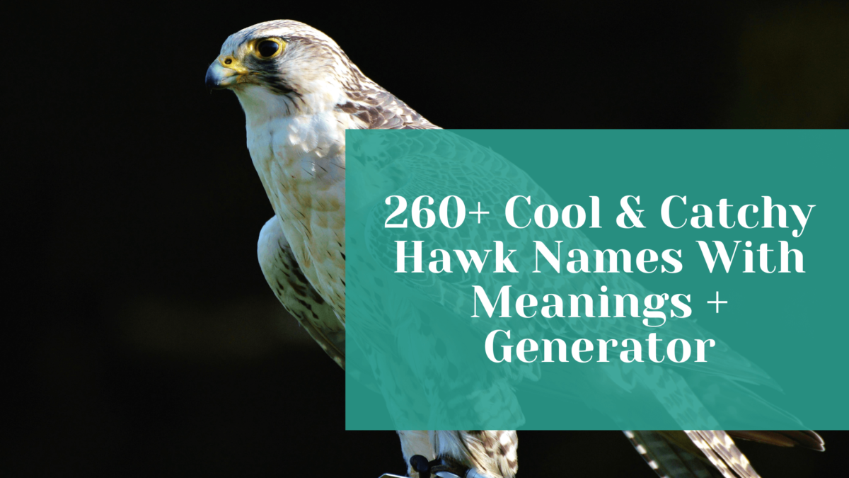 You are currently viewing 260+ Cool & Catchy Hawk Names With Meanings + Generator