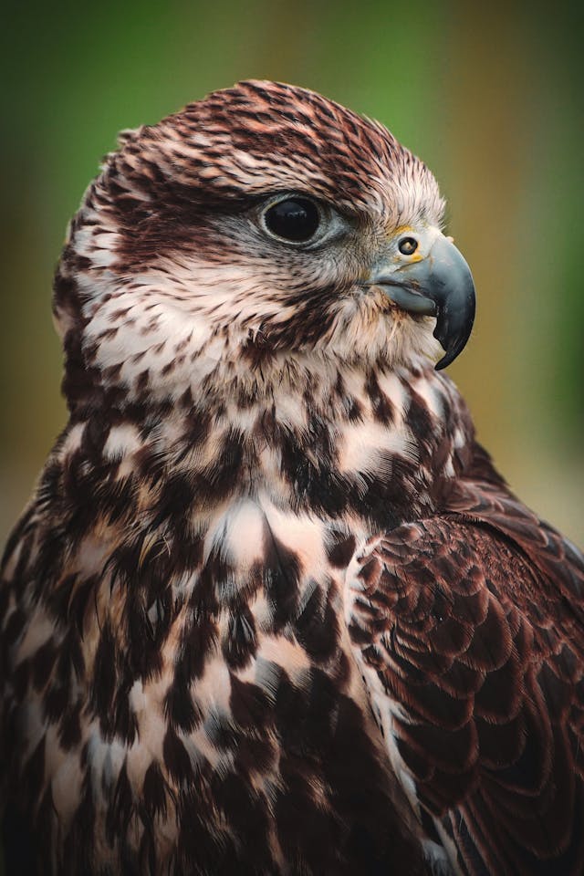 Hawk Names